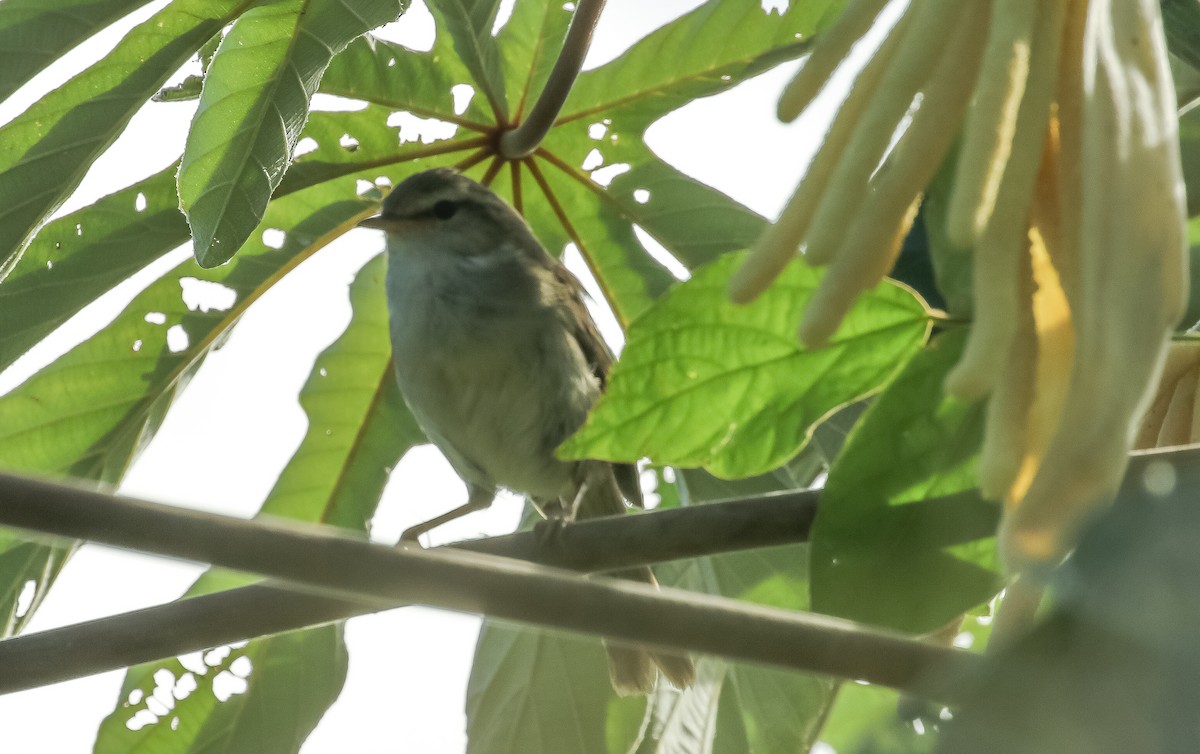 Japanese Bush Warbler - Musa Awan