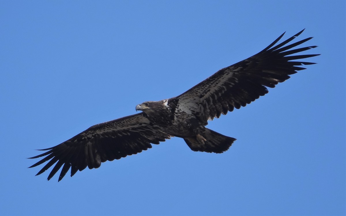 Bald Eagle - ML429444031