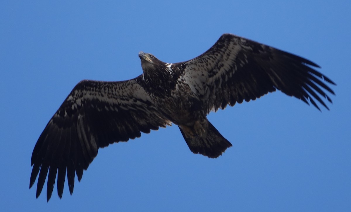 Bald Eagle - ML429444051