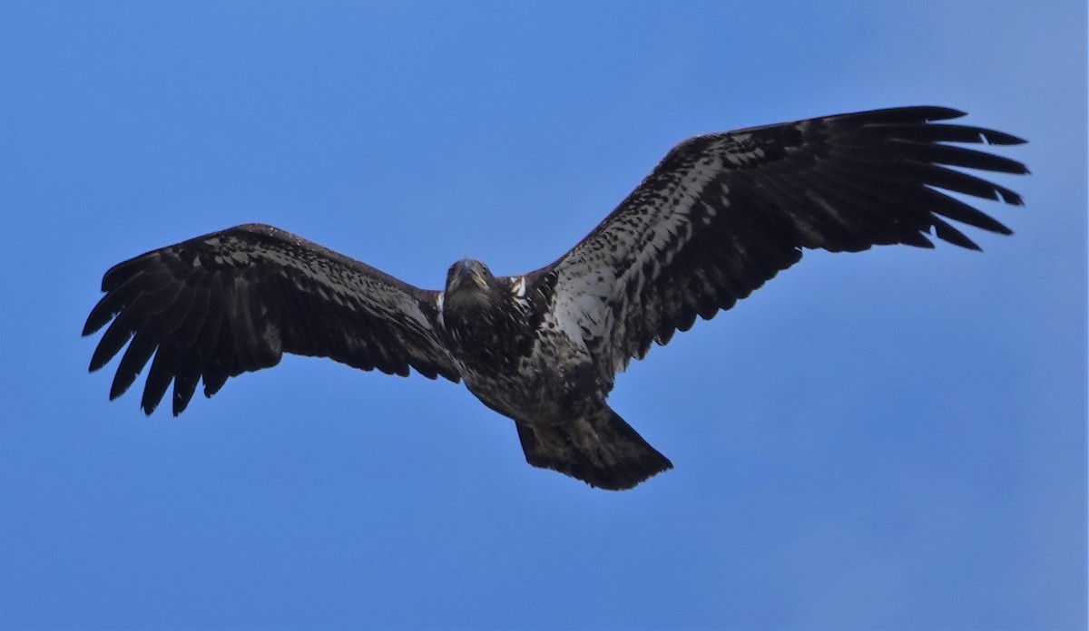 Bald Eagle - ML429444061