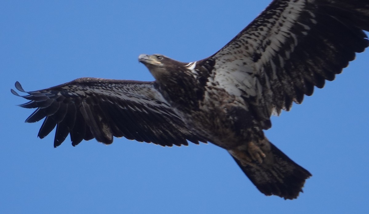 Bald Eagle - Paul  McPartland