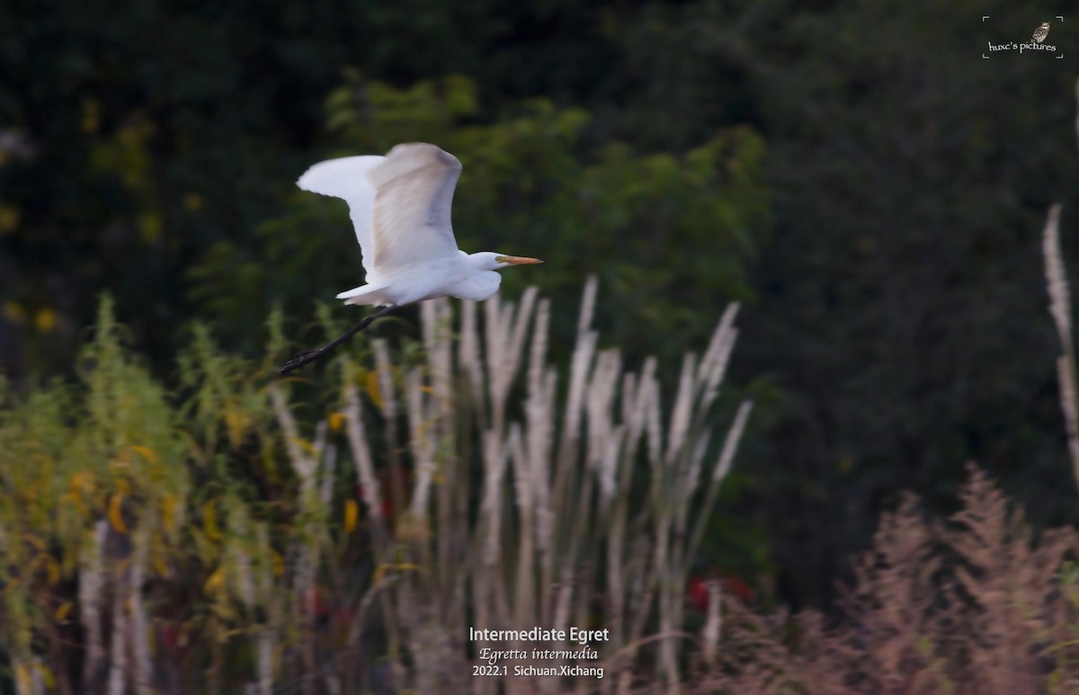 Medium Egret - ML429444801