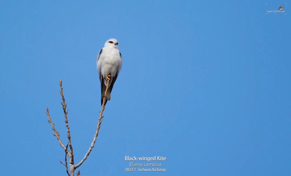 Black-winged Kite - ML429444811