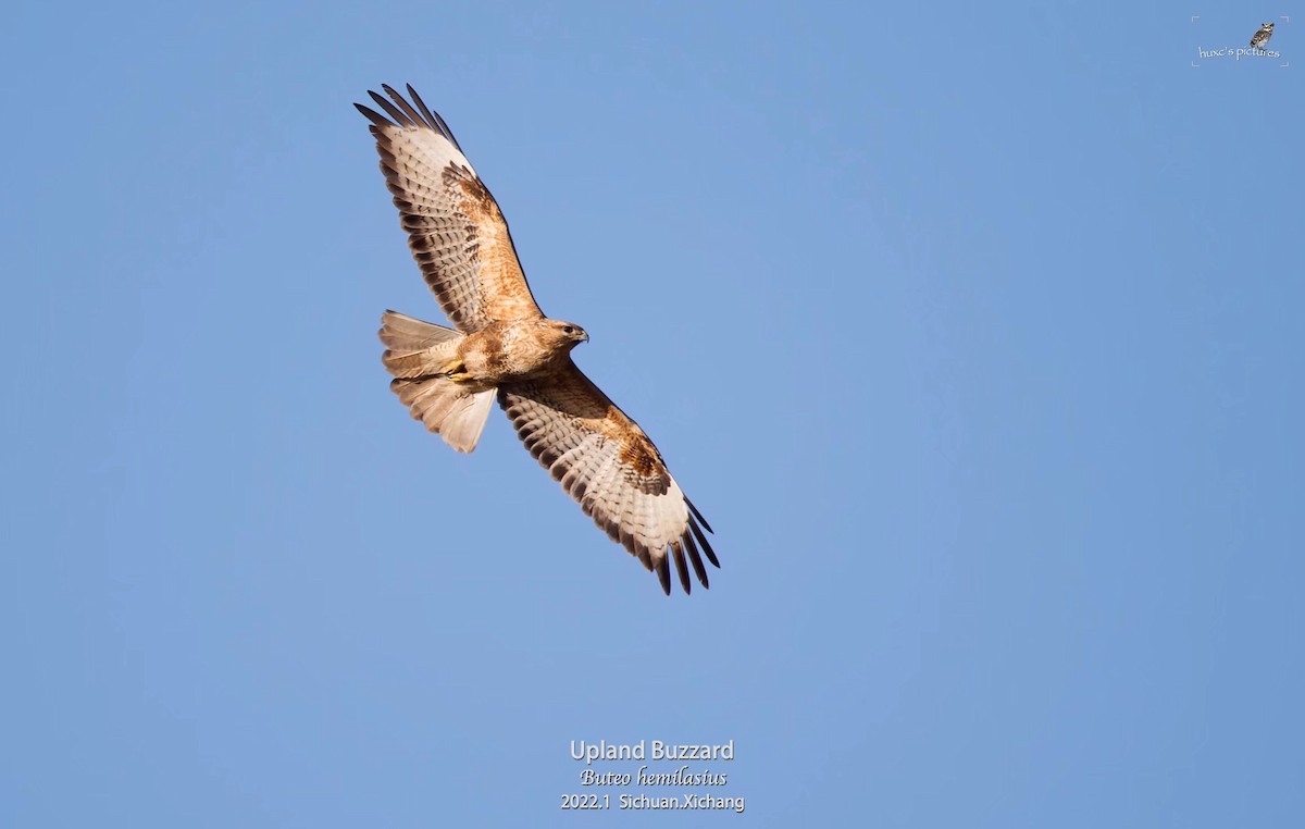 Upland Buzzard - ML429444851