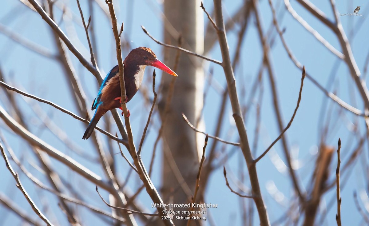 White-throated Kingfisher - ML429444891