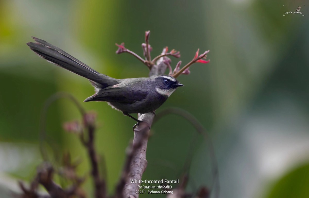 White-throated Fantail - ML429444901