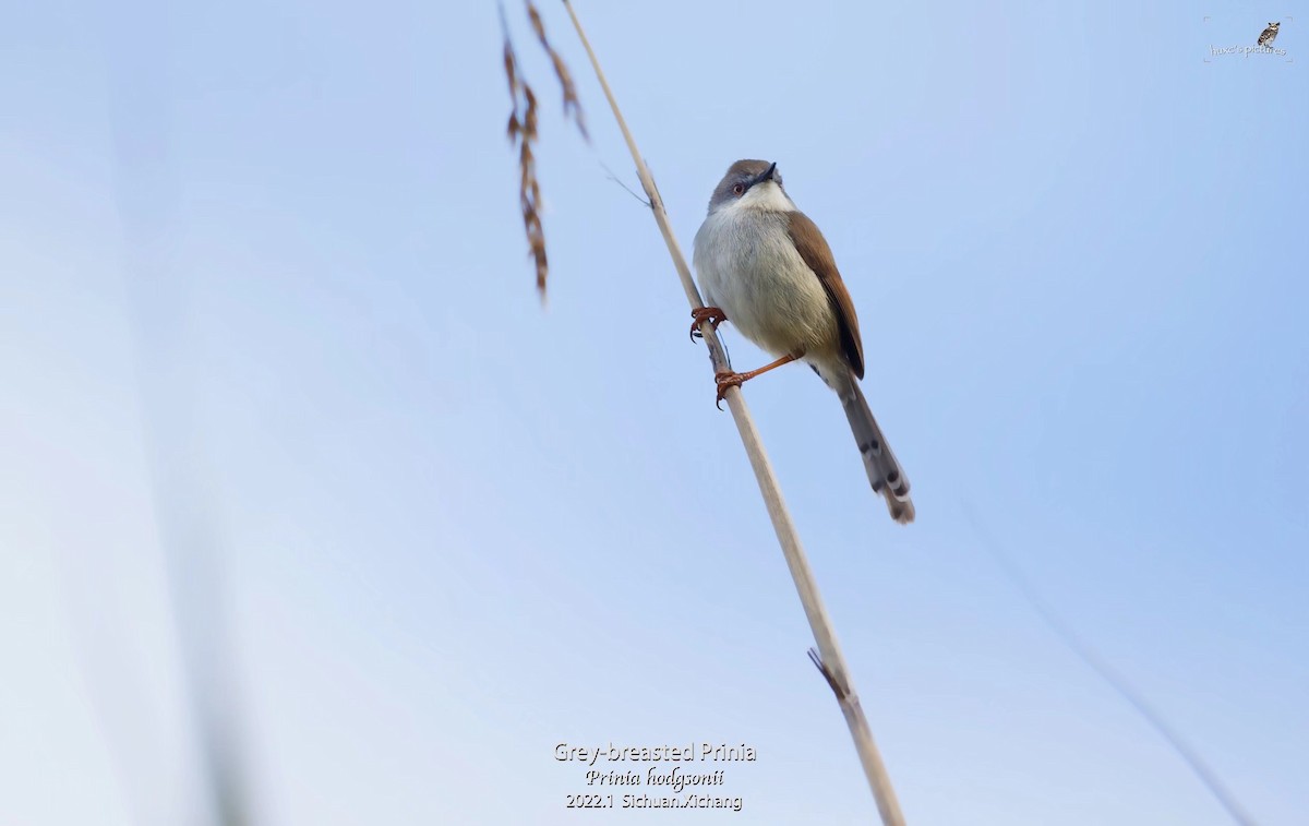 Gray-breasted Prinia - ML429444941