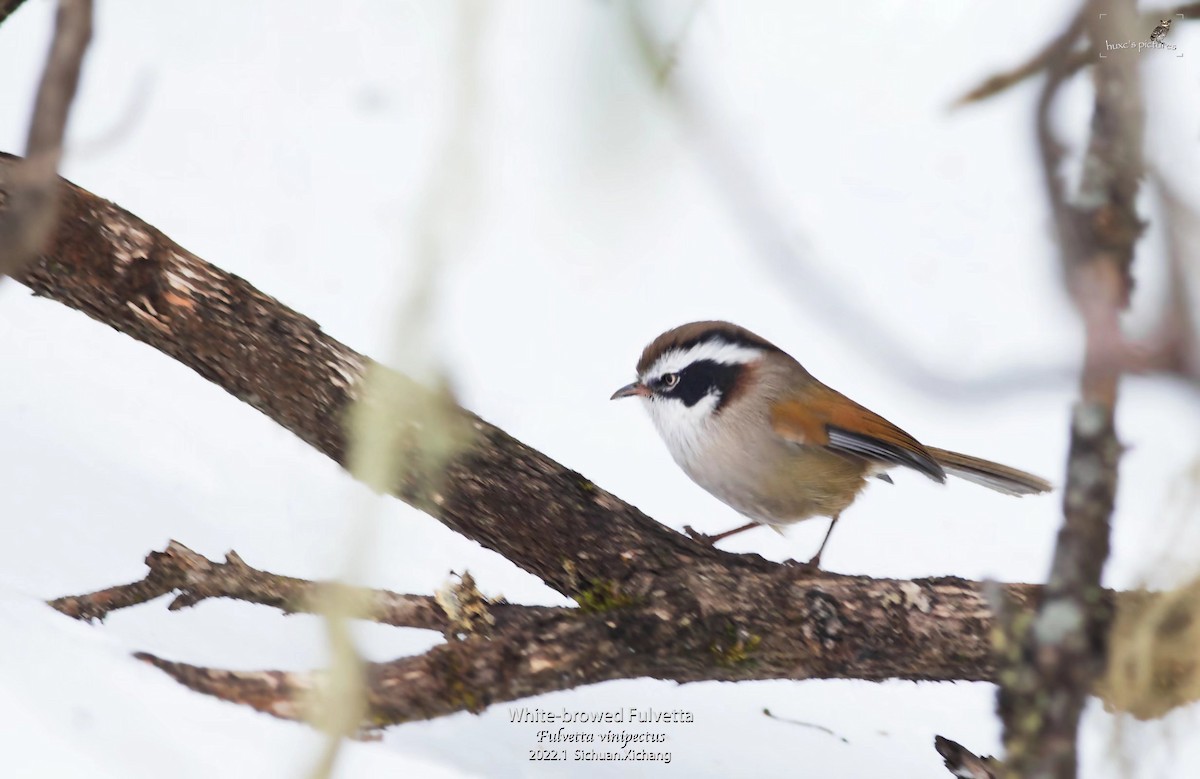 White-browed Fulvetta - ML429445011