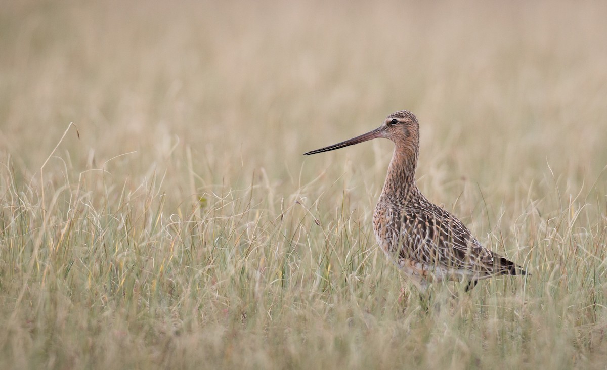 Bar-tailed Godwit (European) - Ian Davies