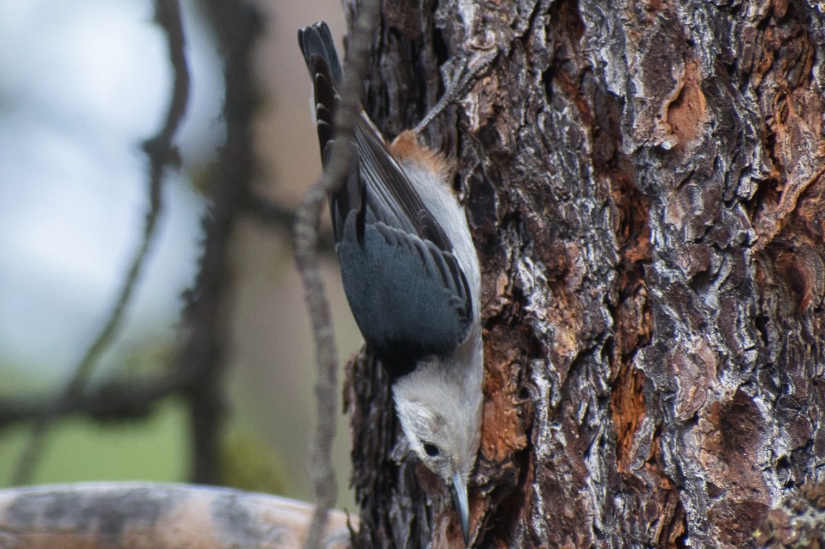 White-breasted Nuthatch - ML429446161