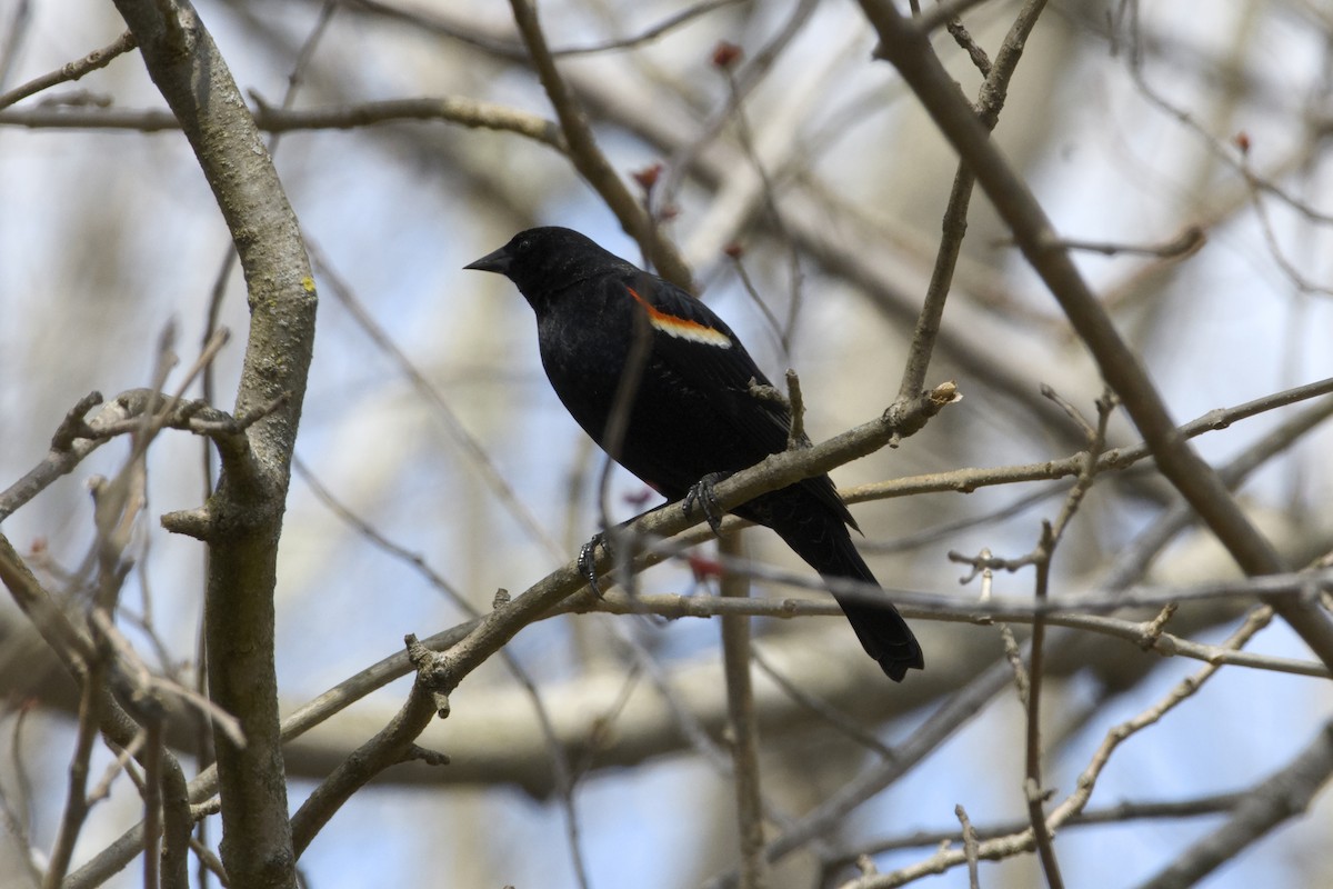 Red-winged Blackbird - ML429446351