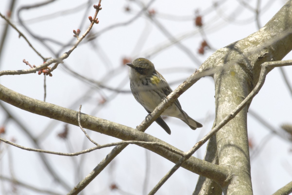 Yellow-rumped Warbler - ML429446371