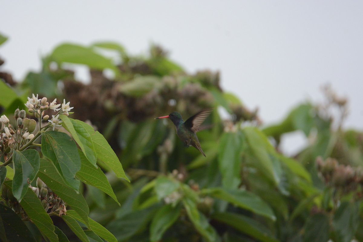 Blue-throated Goldentail - ML429446891