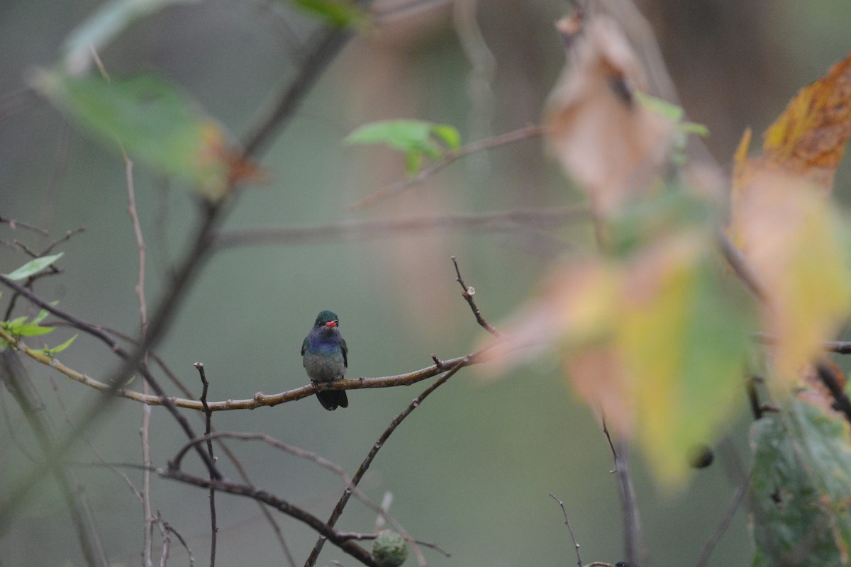 Blue-throated Goldentail - ML429447091