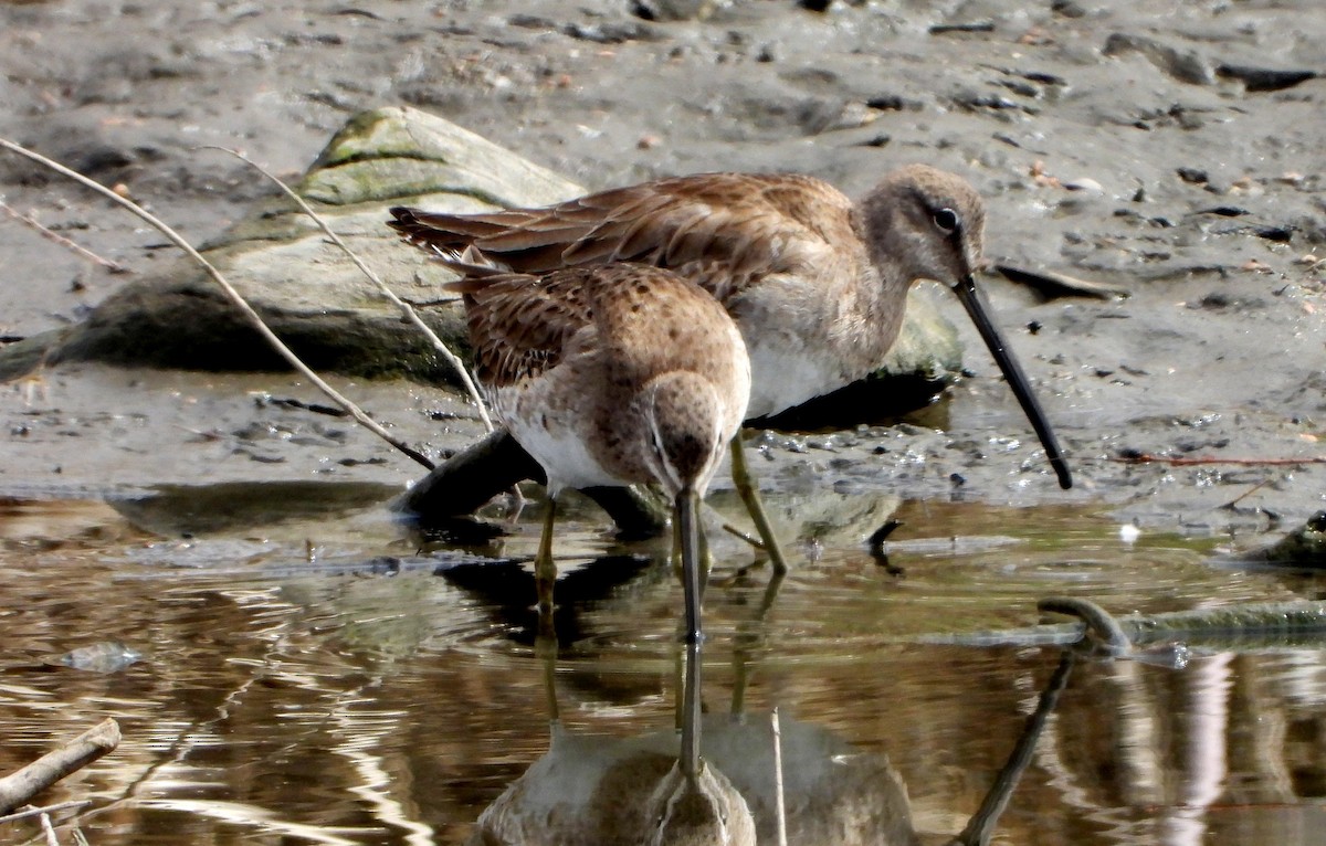 Хараалжин цууцил - ML429447101