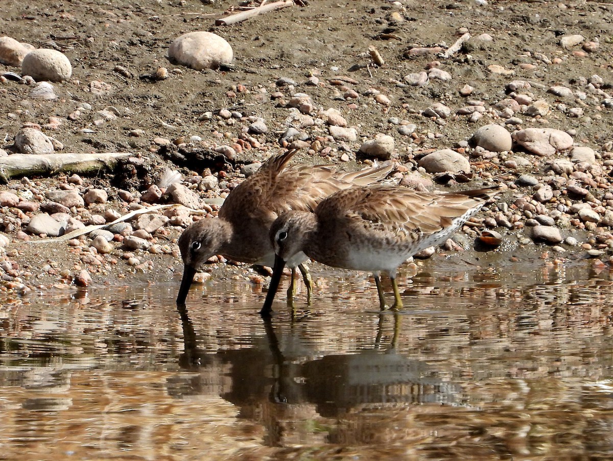 Хараалжин цууцил - ML429447141