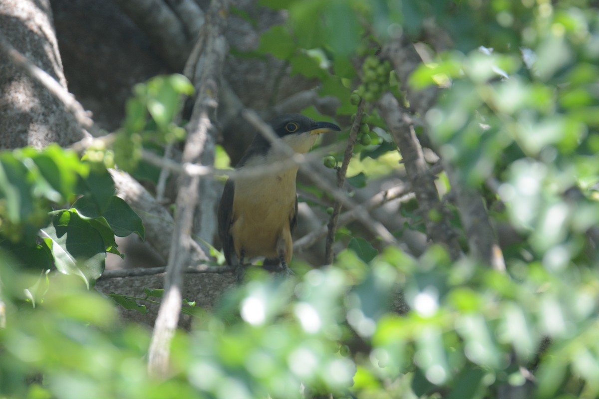 Mangrove Cuckoo - ML429448491