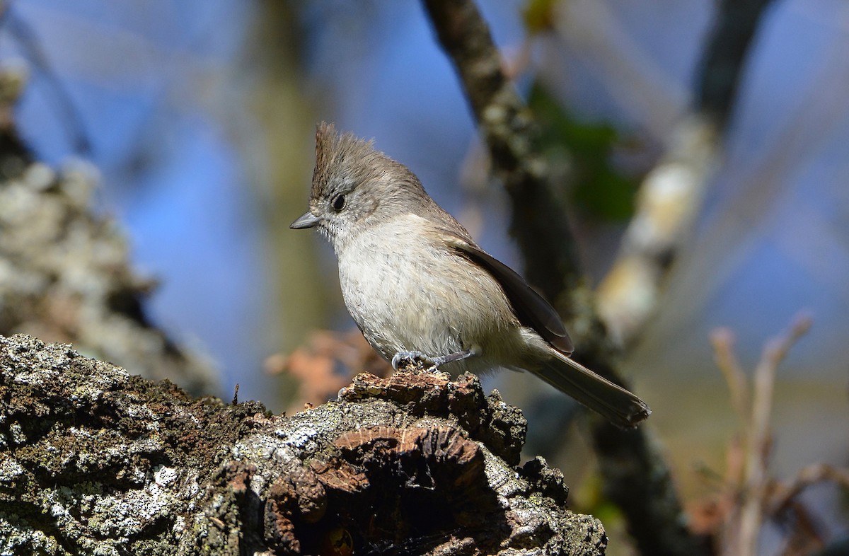 Oak Titmouse - ML42944931