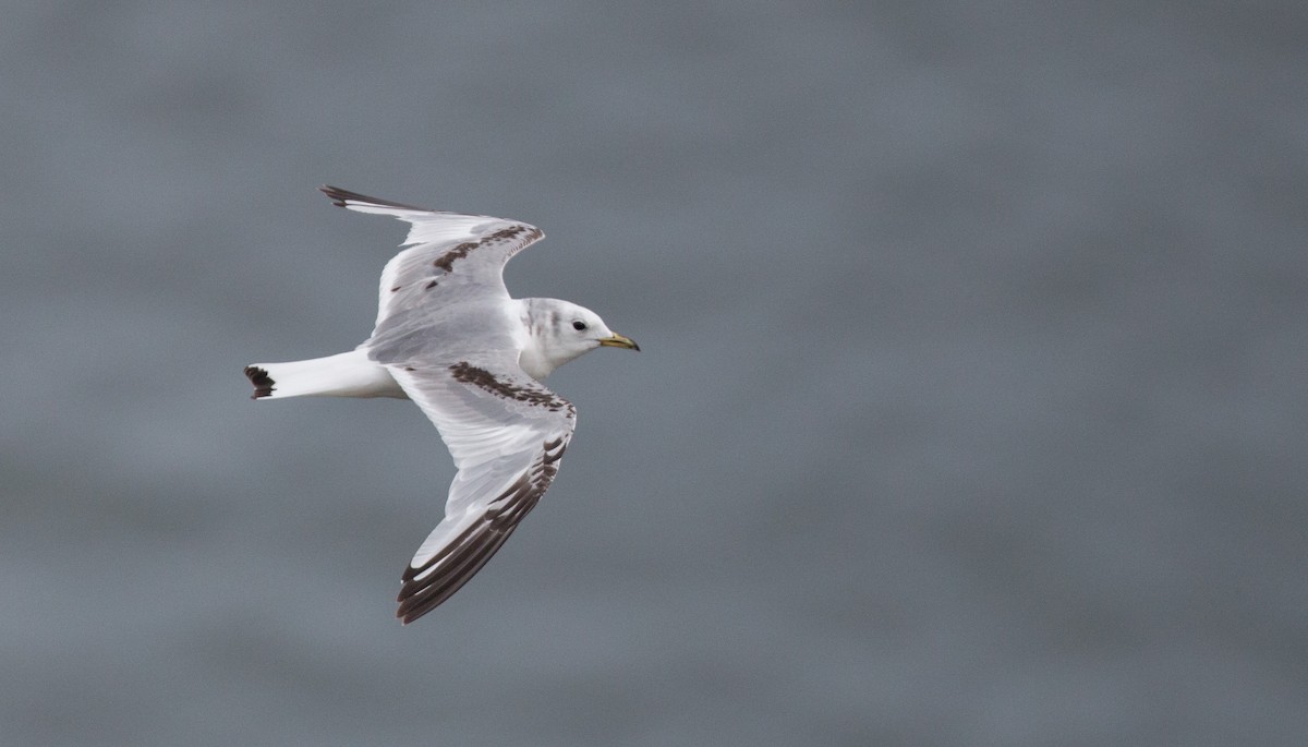 Black-legged Kittiwake - Ian Davies