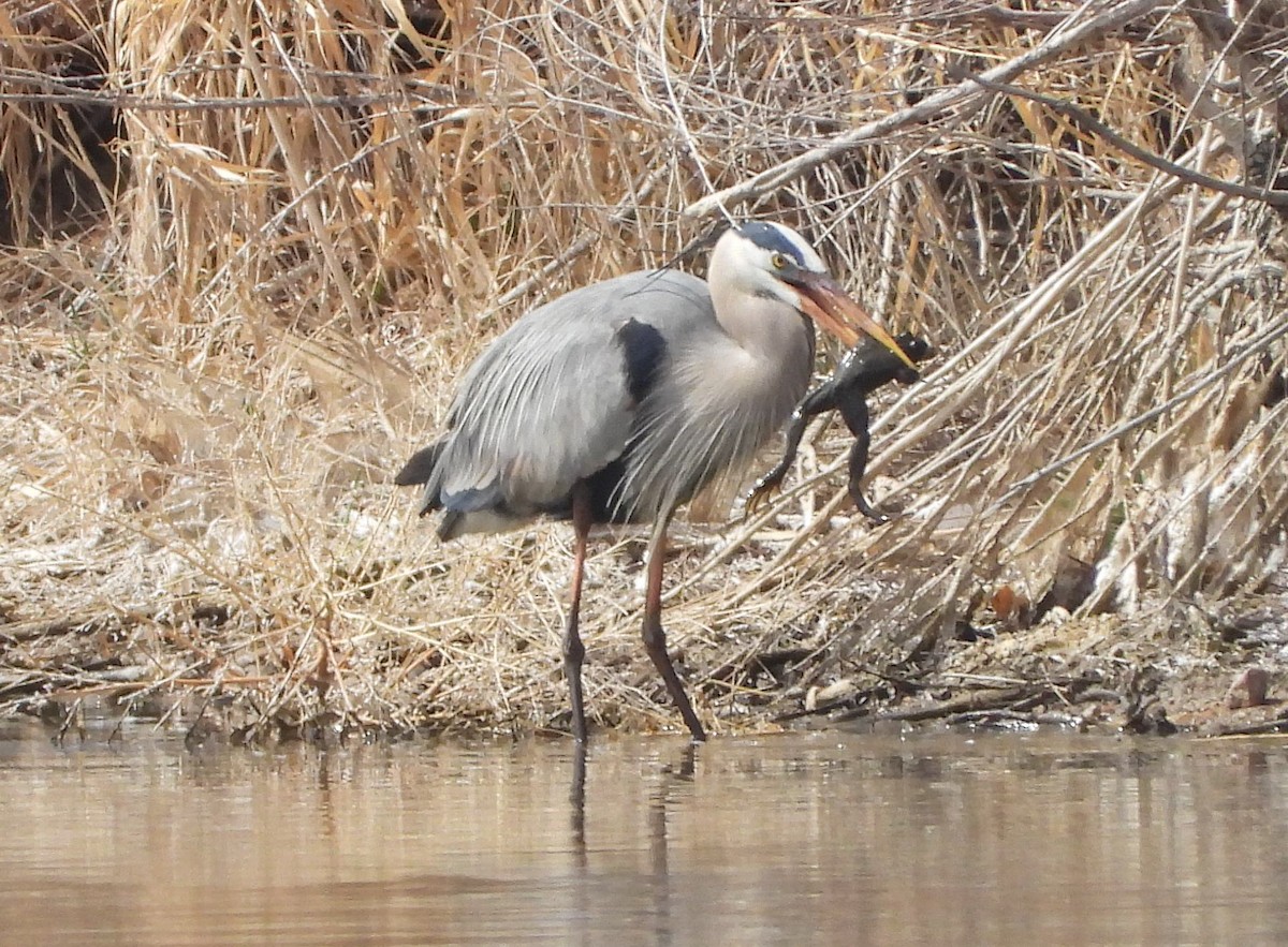 Great Blue Heron - ML429449701