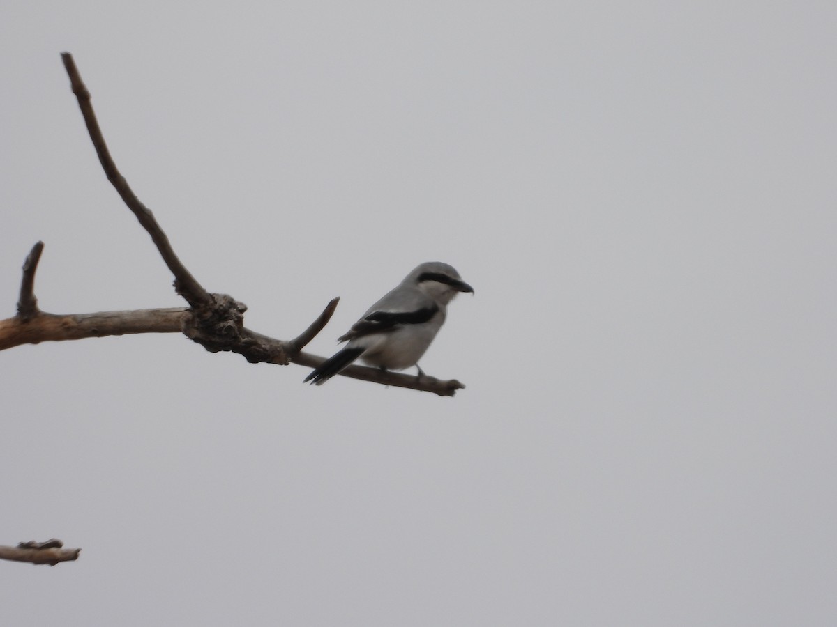 Северный сорокопут - ML429449811