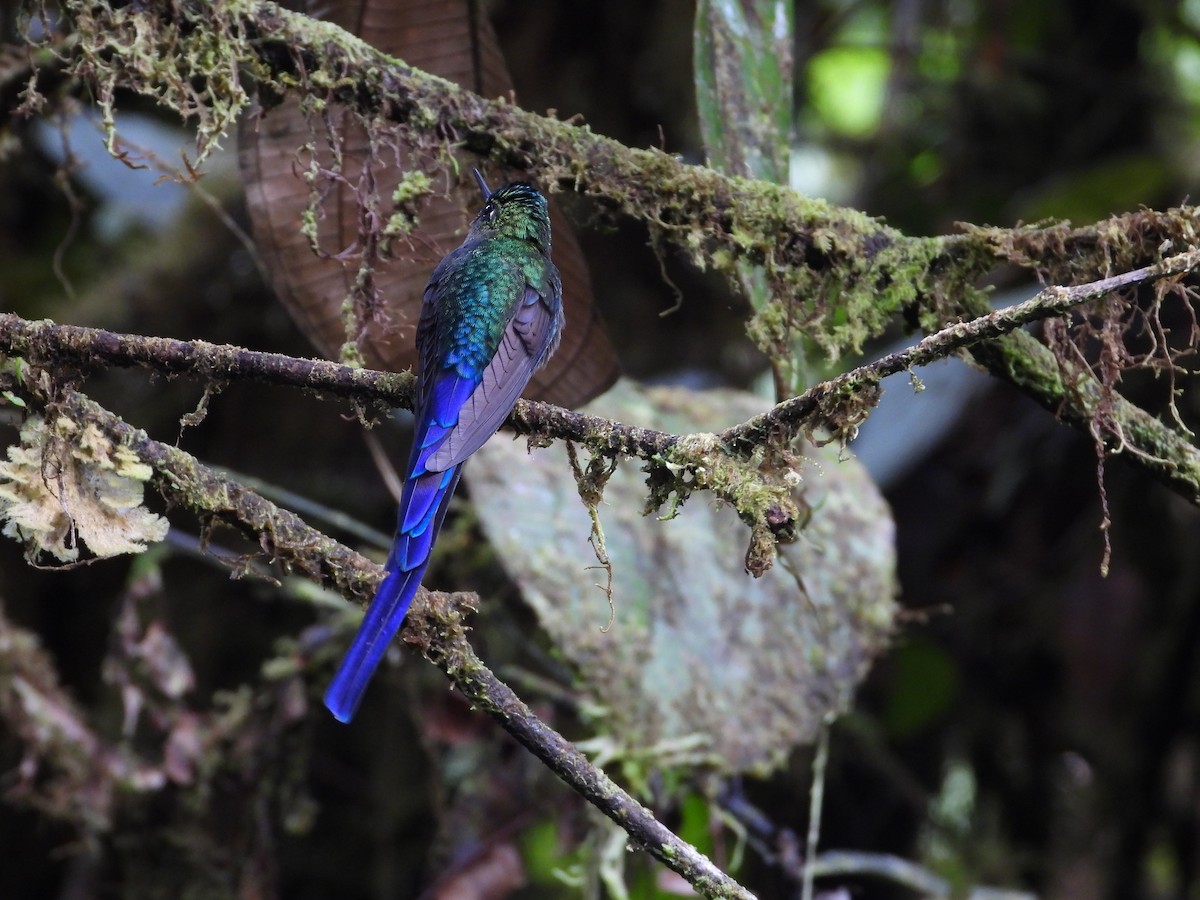 Violet-tailed Sylph - ML429450891