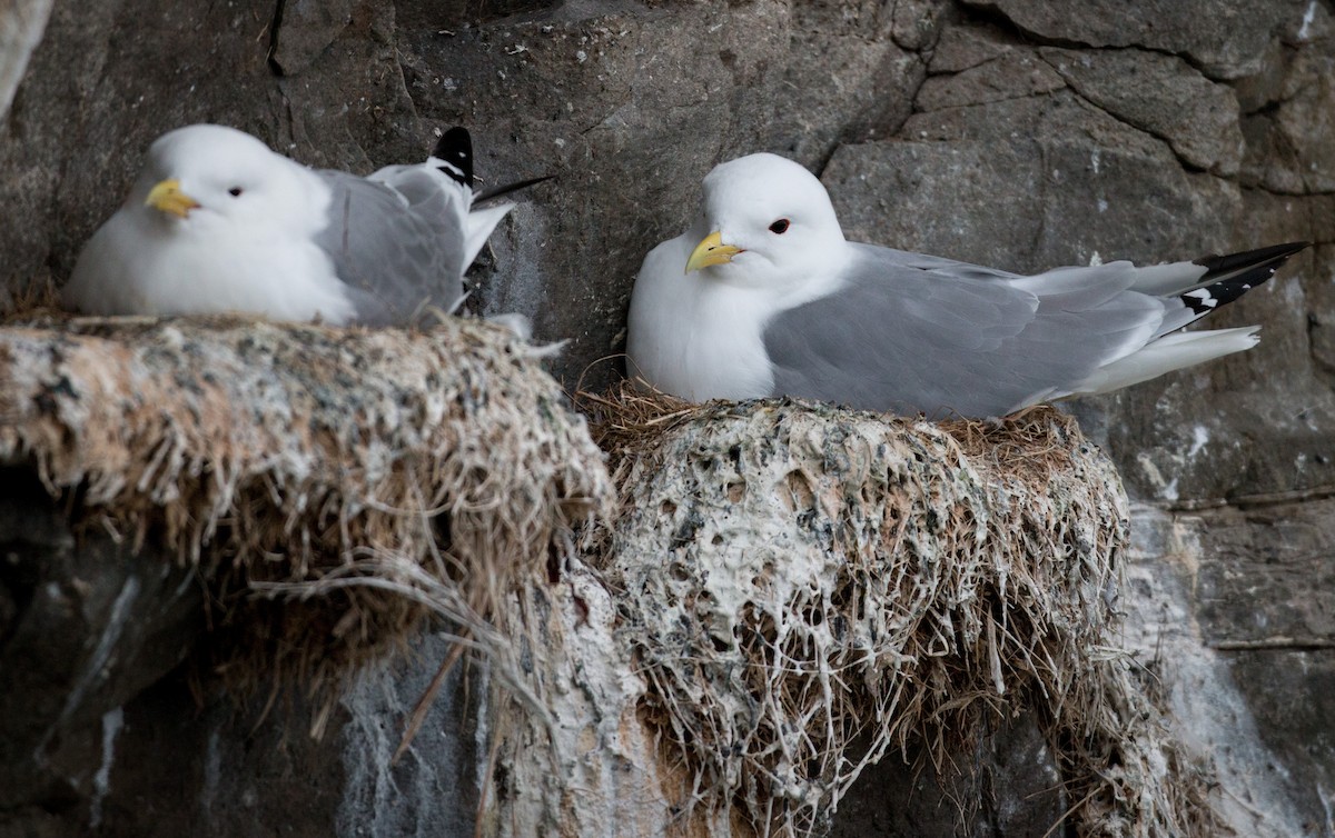 Black-legged Kittiwake - ML42945091