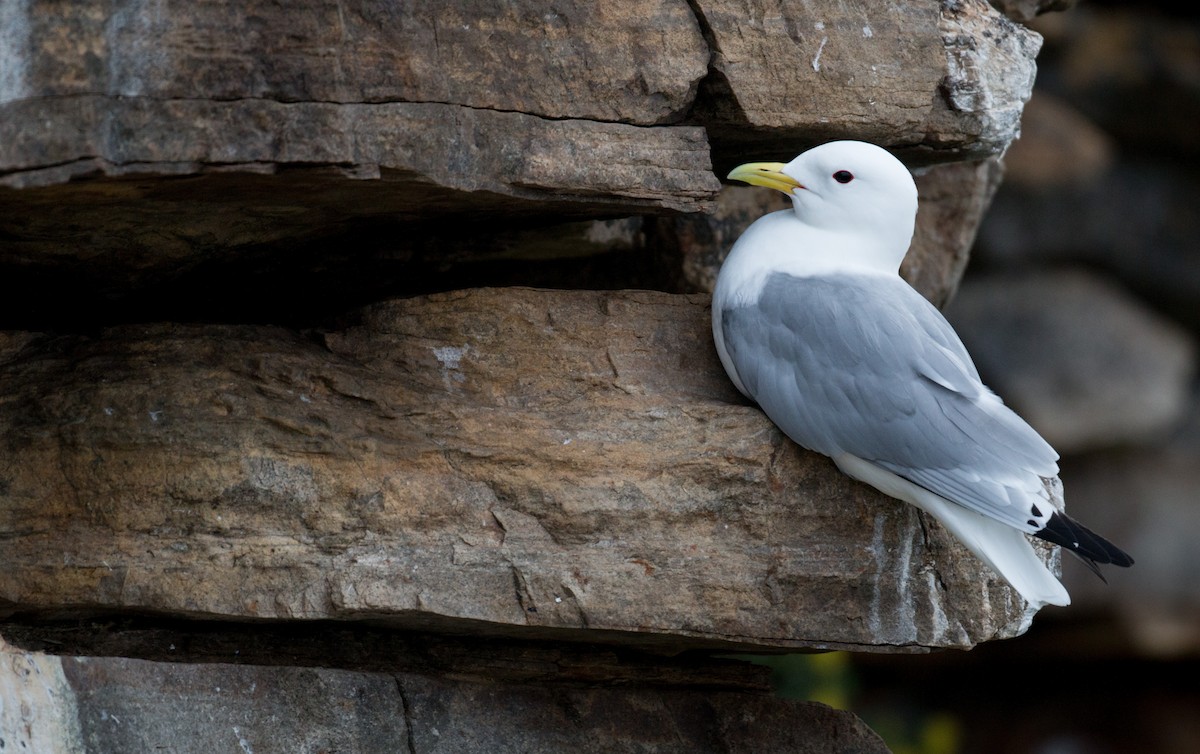 Black-legged Kittiwake - ML42945101