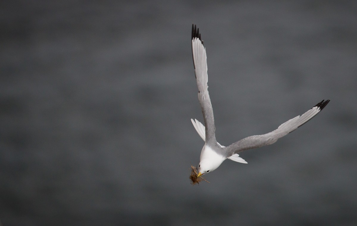 Black-legged Kittiwake - ML42945131