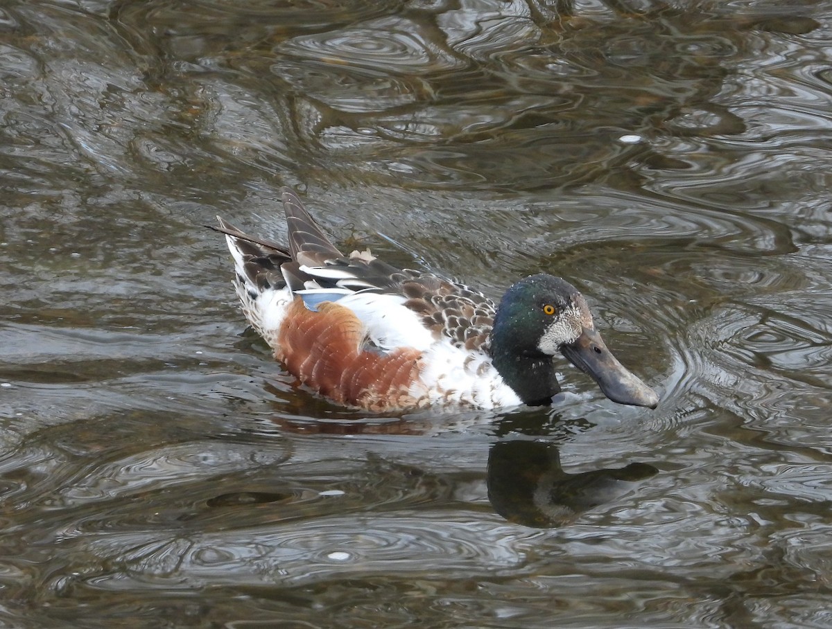 Широконоска - ML429452951