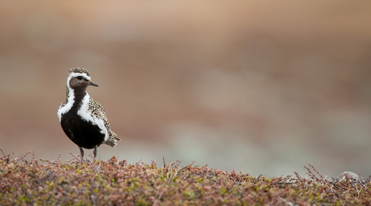 European Golden-Plover - ML42945461