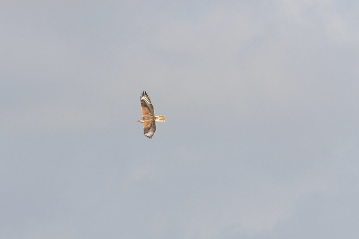 Ferruginous Hawk - ML429454921