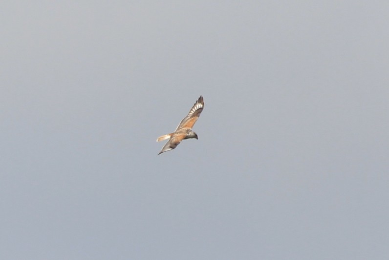 Ferruginous Hawk - ML429454931