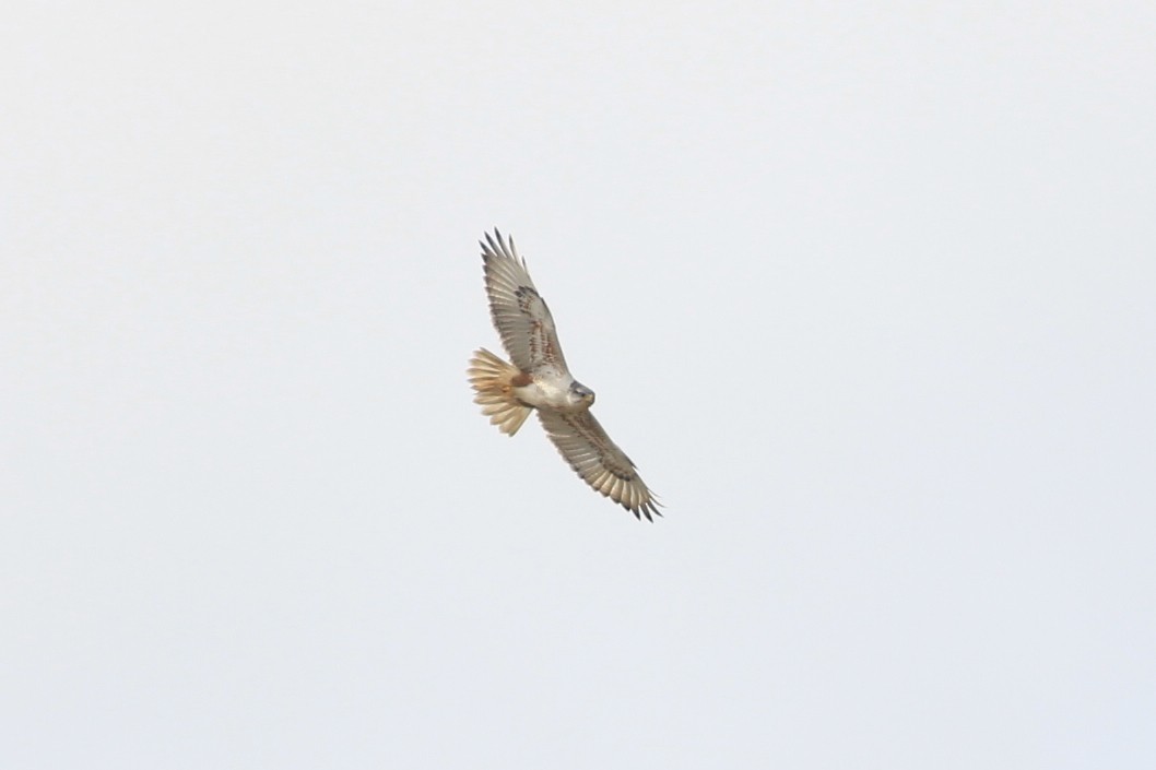 Ferruginous Hawk - ML429454951