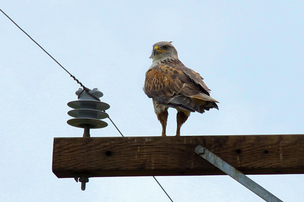 Ferruginous Hawk - ML429455021