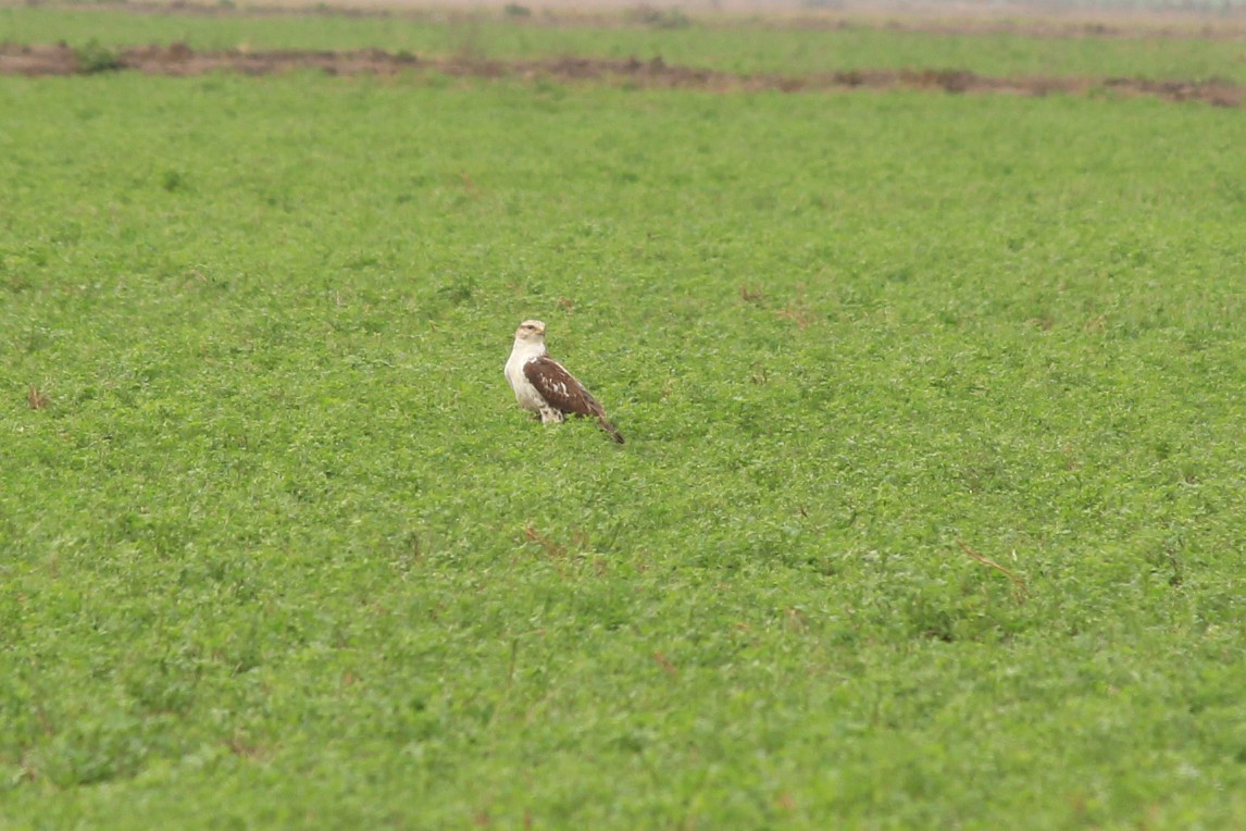 Ferruginous Hawk - ML429455031