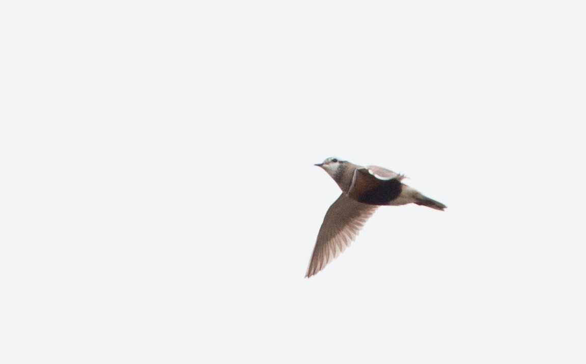 Eurasian Dotterel - Ian Davies