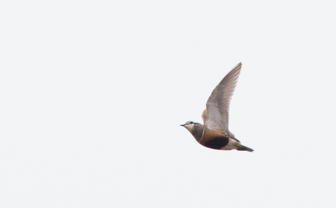 Eurasian Dotterel - Ian Davies