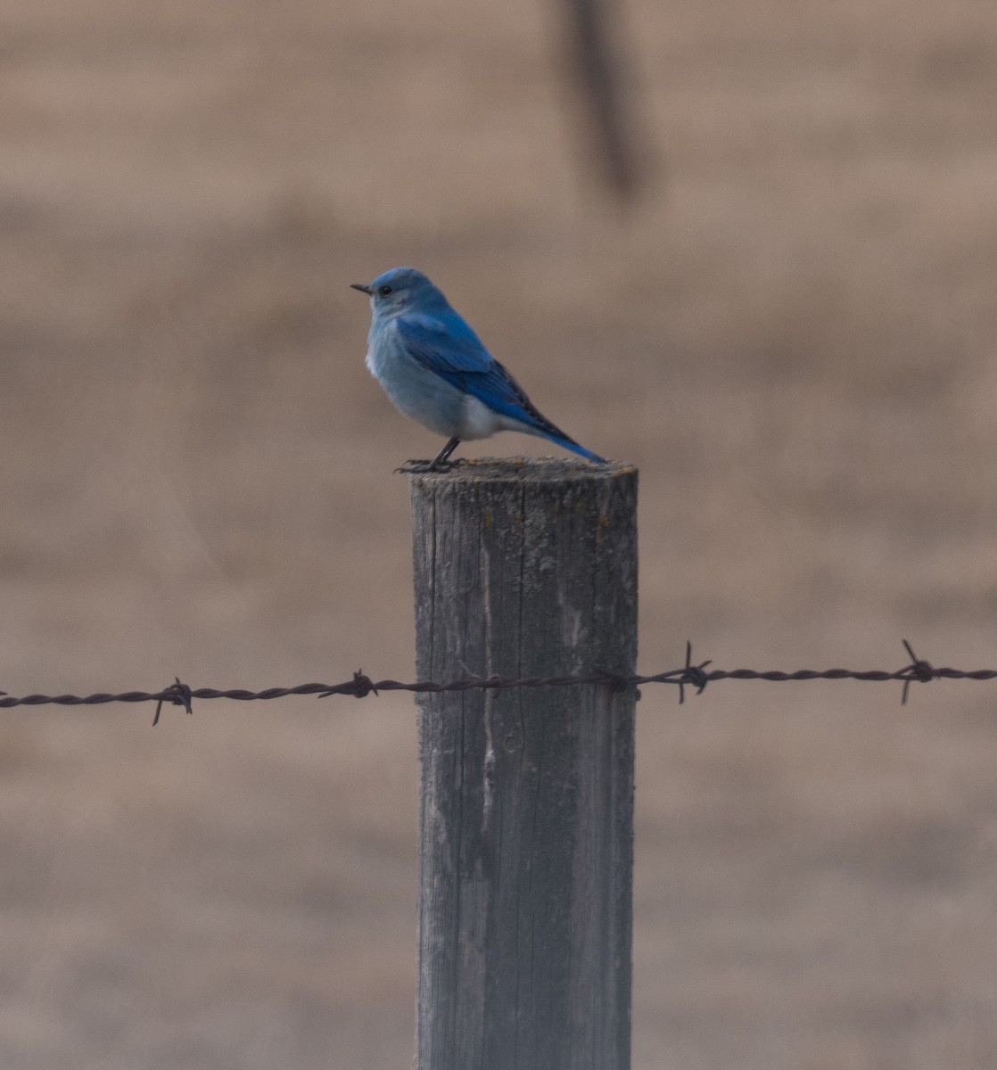 Mountain Bluebird - Howard Heffler