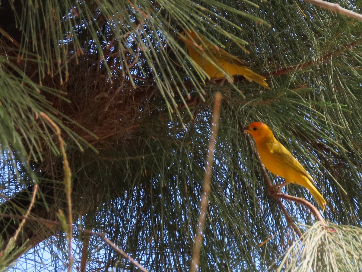 Saffron Finch - ML429455671