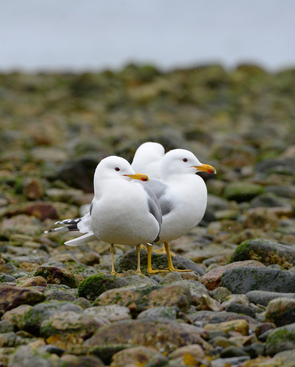 Gaviota Californiana - ML429456151