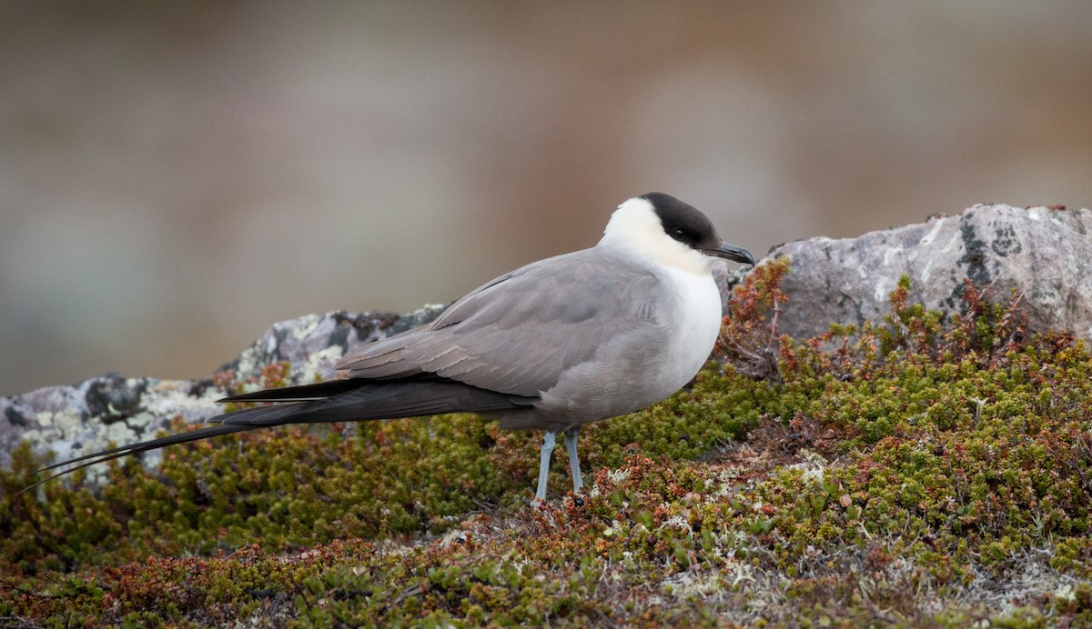 Long-tailed Jaeger - Ian Davies