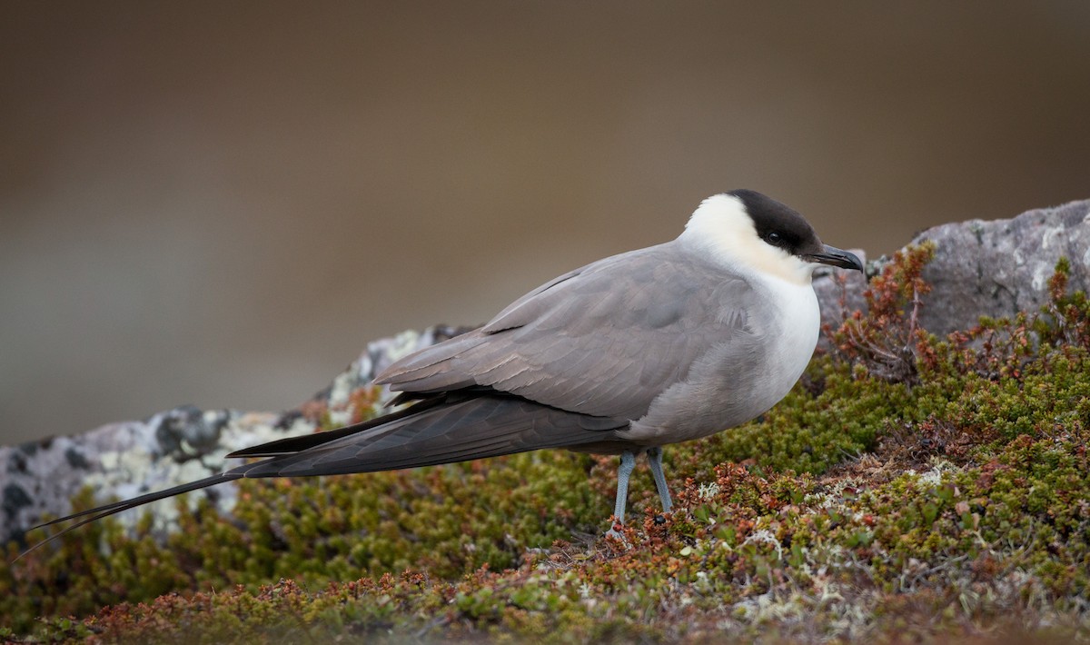 Long-tailed Jaeger - Ian Davies