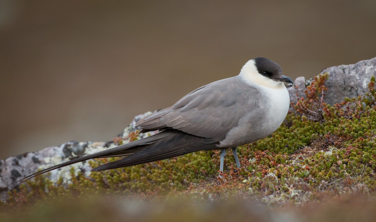 Long-tailed Jaeger - Ian Davies