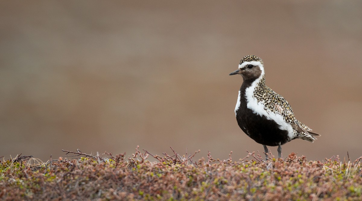 European Golden-Plover - ML42945731