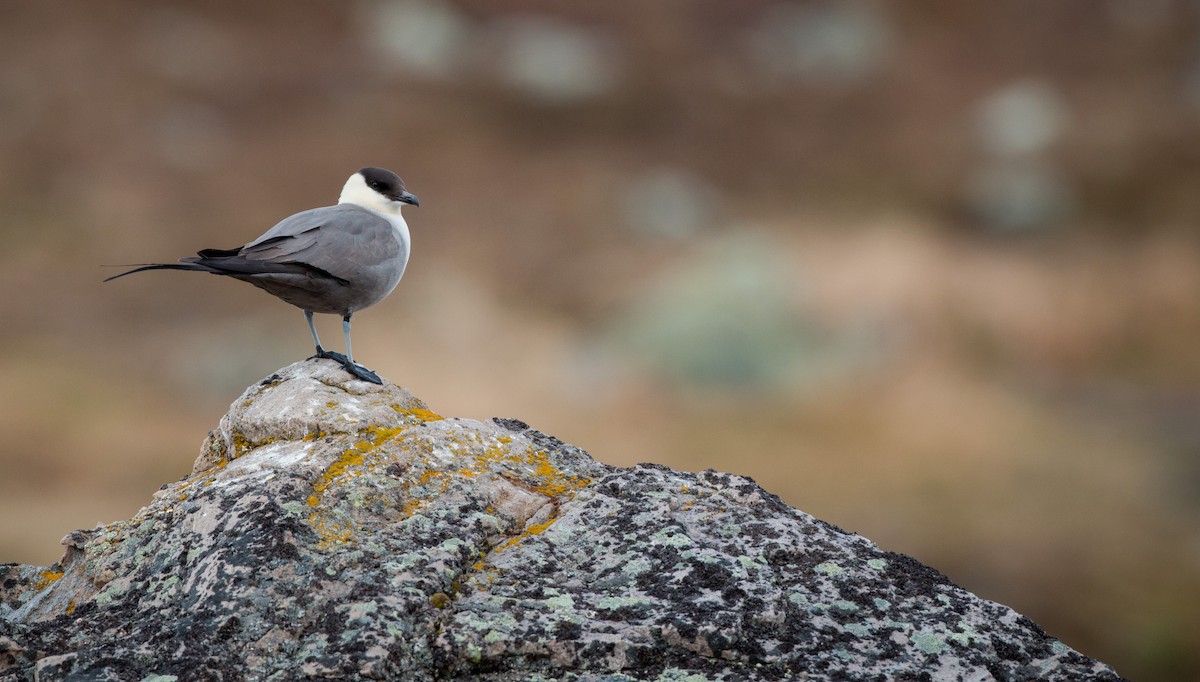 Long-tailed Jaeger - Ian Davies