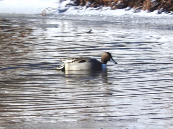 Northern Pintail - ML42945911