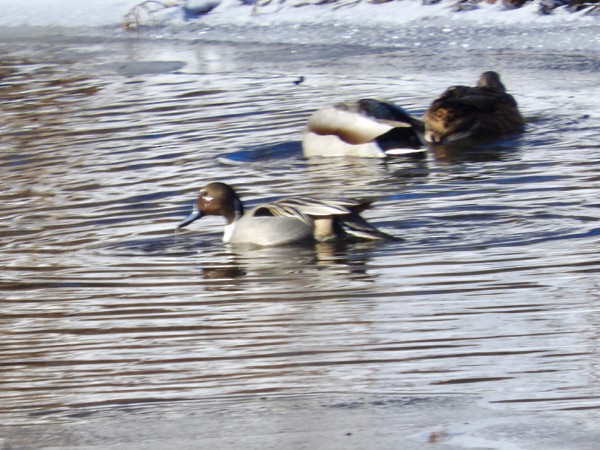 Northern Pintail - ML42945921