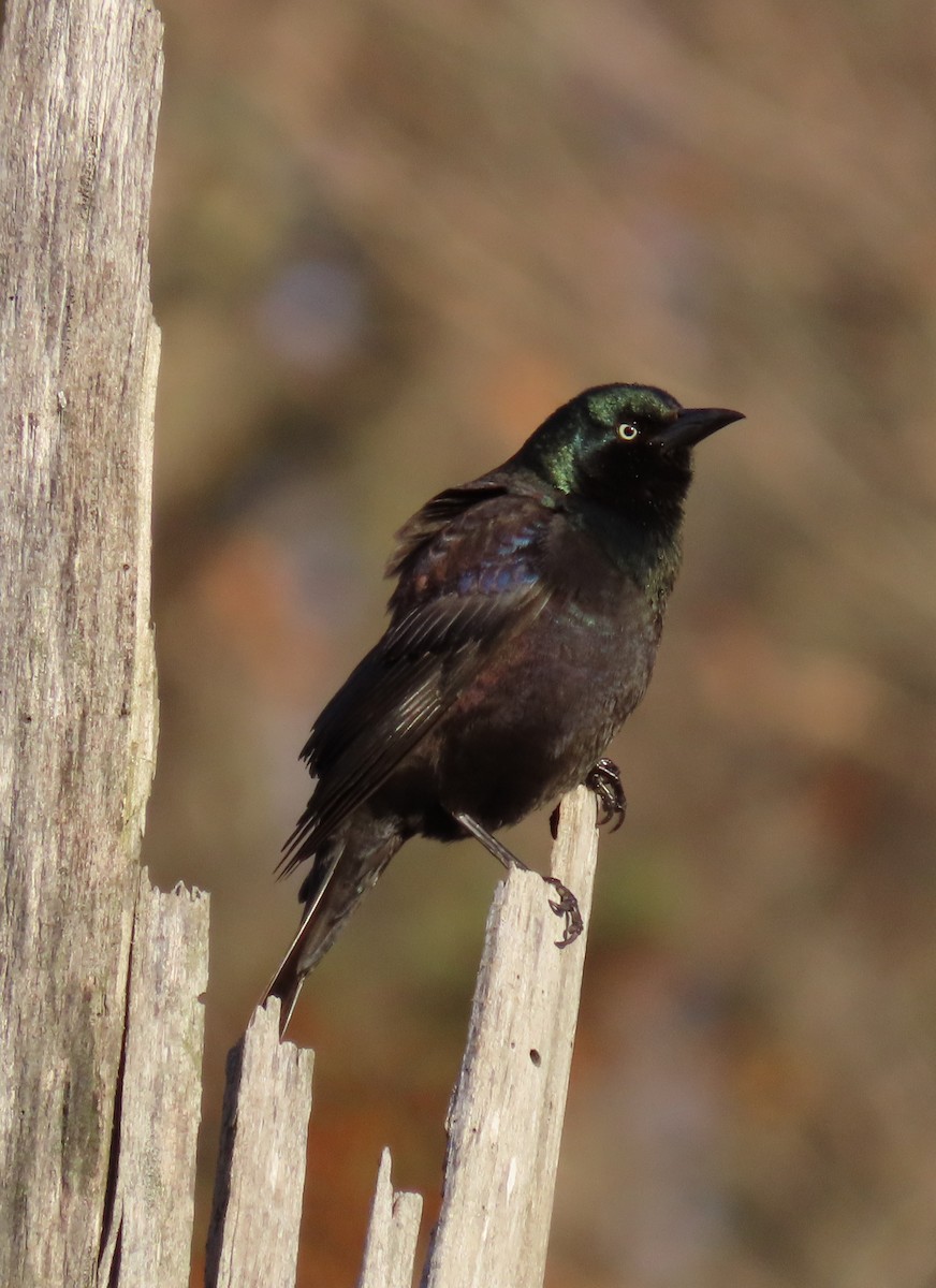 Common Grackle - ML429459641