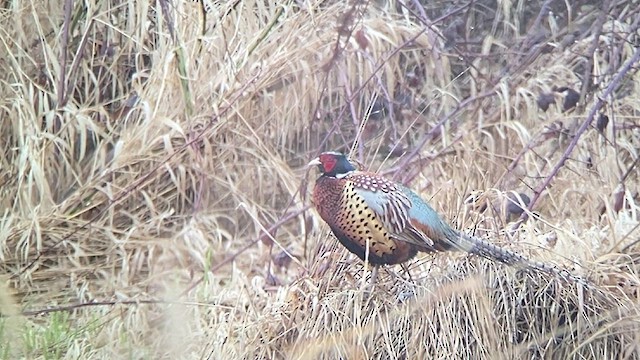 Ring-necked Pheasant - ML429460361